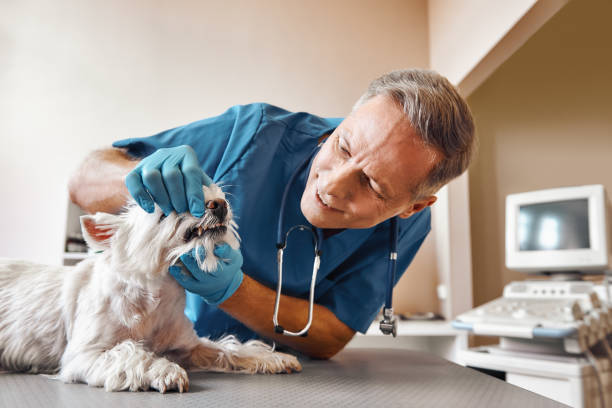 Best Emergency Root Canal Therapy in Olympia Heights, FL